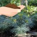 Mahonia Soft Caress, Landscape and Garden, Live Plants   555106611
